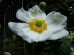 Zawilec japoński ‘Andrea Atkinson’ (Anemone hybride) 